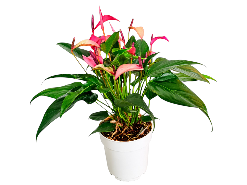 Anthurium Pink