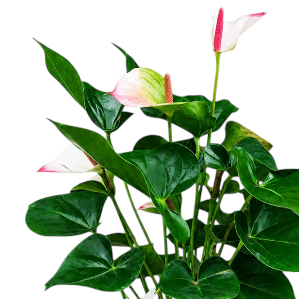 Anthurium Karma Hot Lips