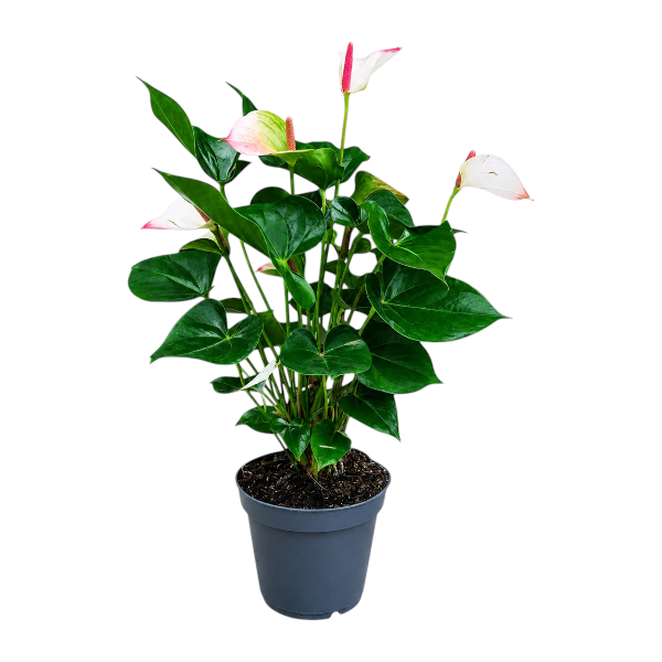 Anthurium Karma Hot Lips