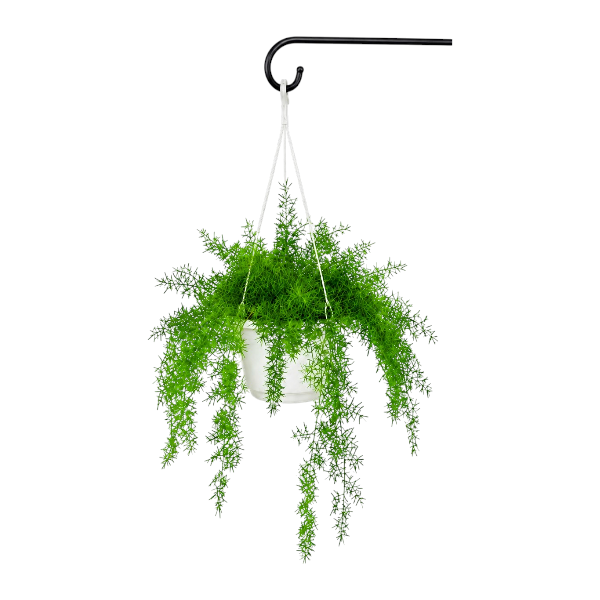 Asparagus Hanging