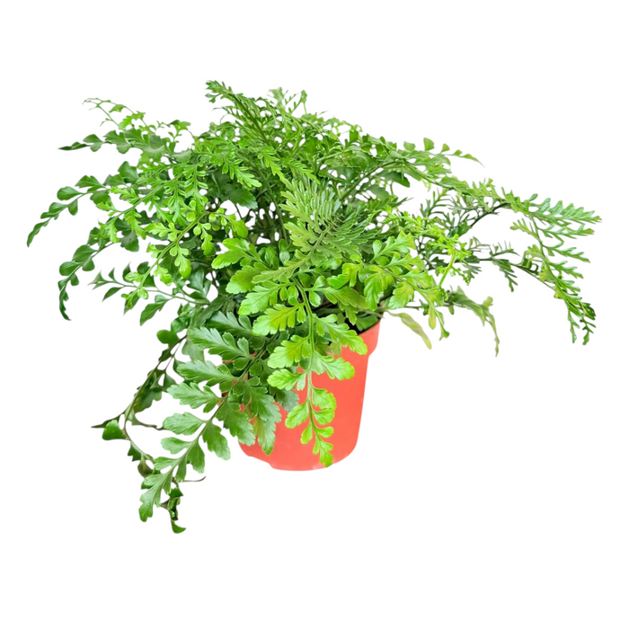 Asplenium Parvati 'P12