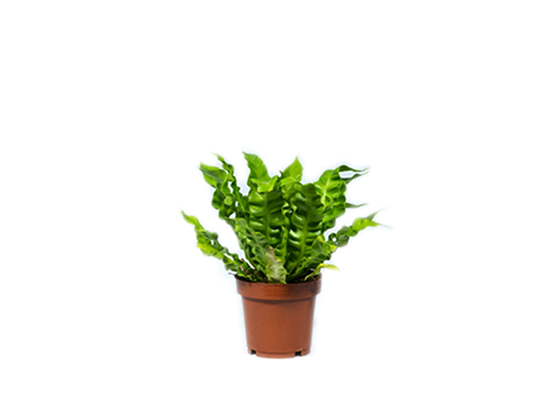 Asplenium - Mixed Variety