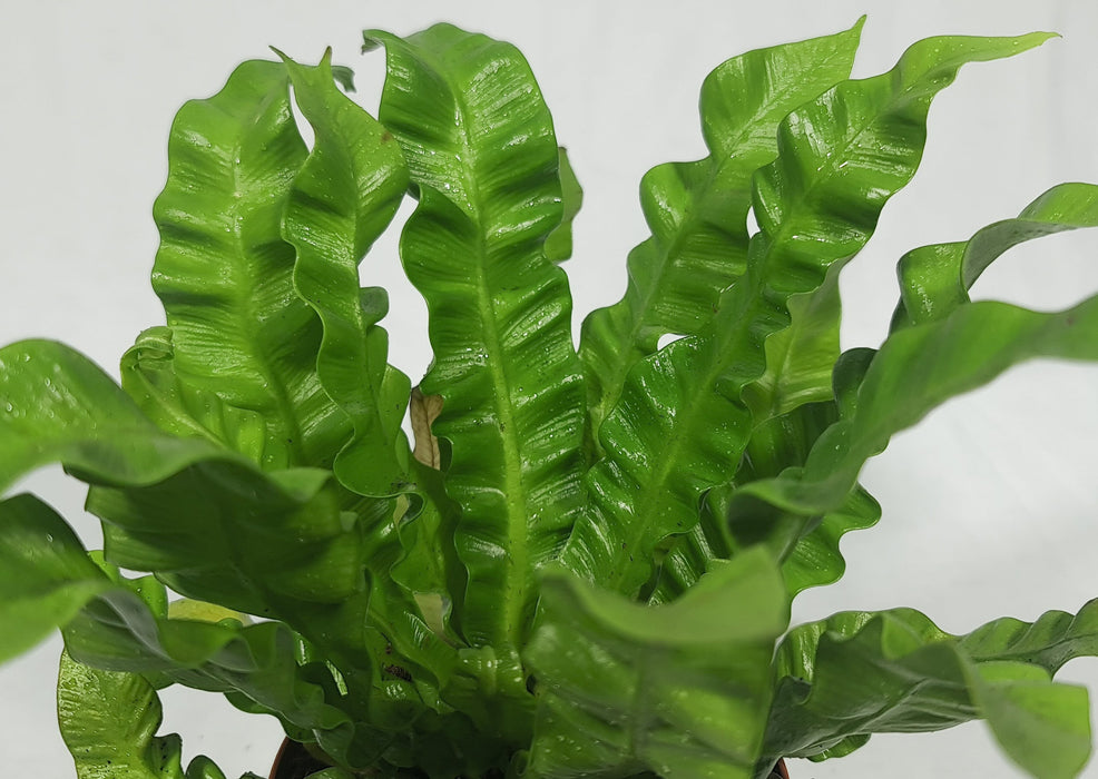 Asplenium - Mixed Variety