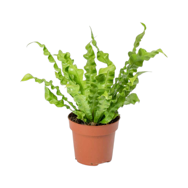 Asplenium mix P12