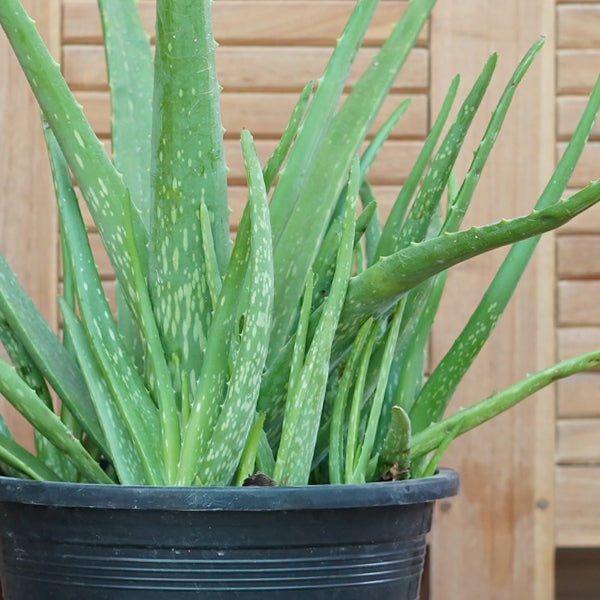 Aloevera