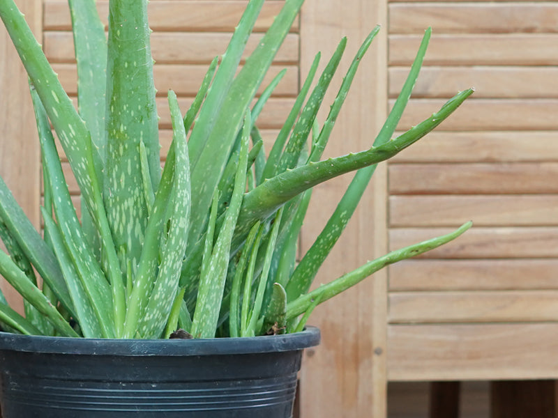 Aloe Vera 6 LTR
