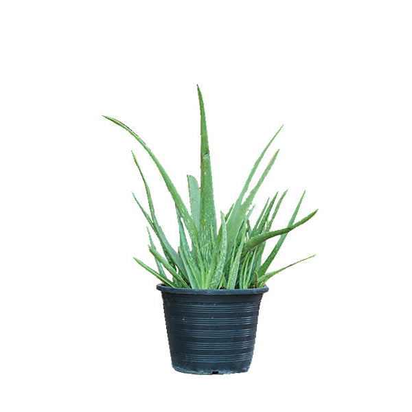Aloevera