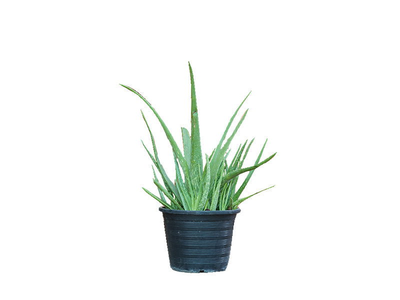 Aloe Vera 6 LTR