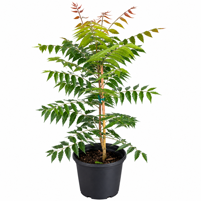 Azadirachta Indica 'P10