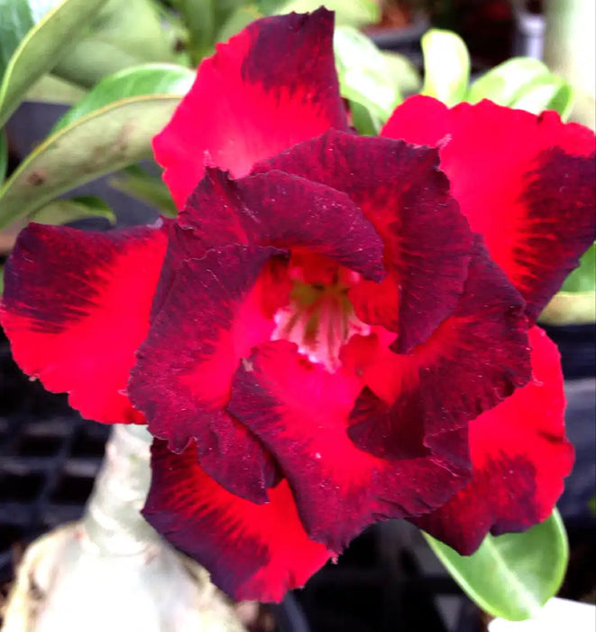 Adenium Obesum H50