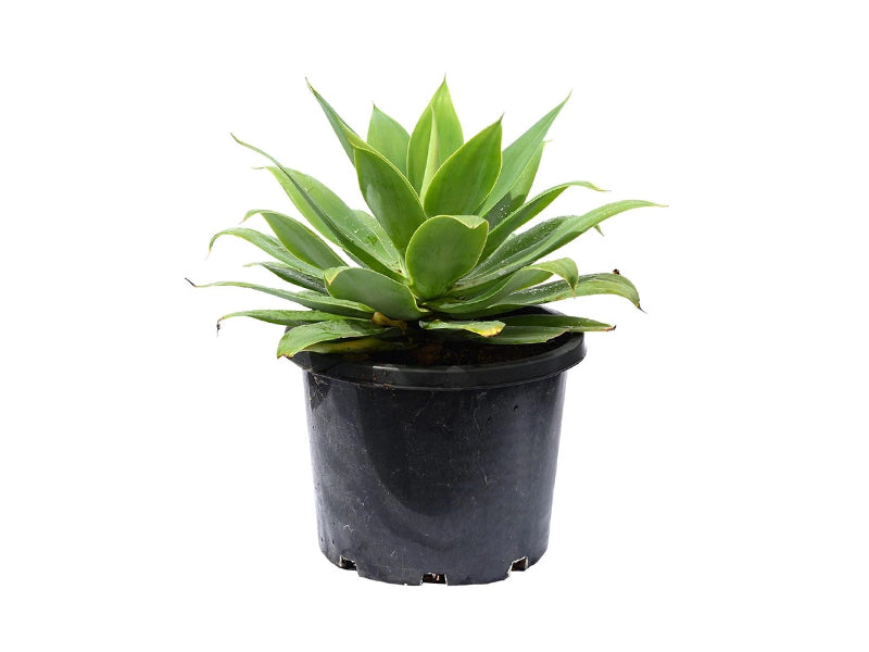 Agave Attenuate