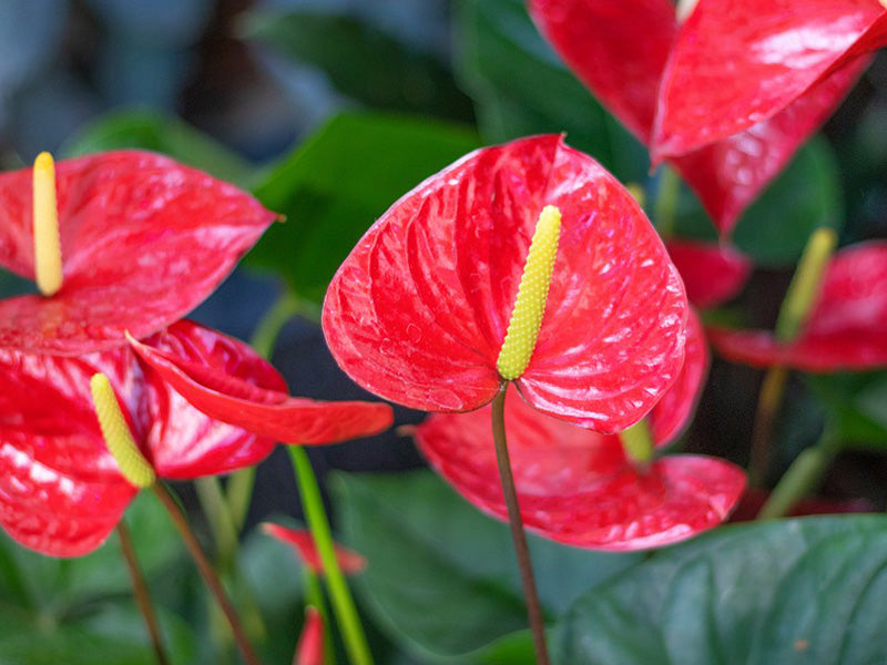 Anthurium - Mixed Colour