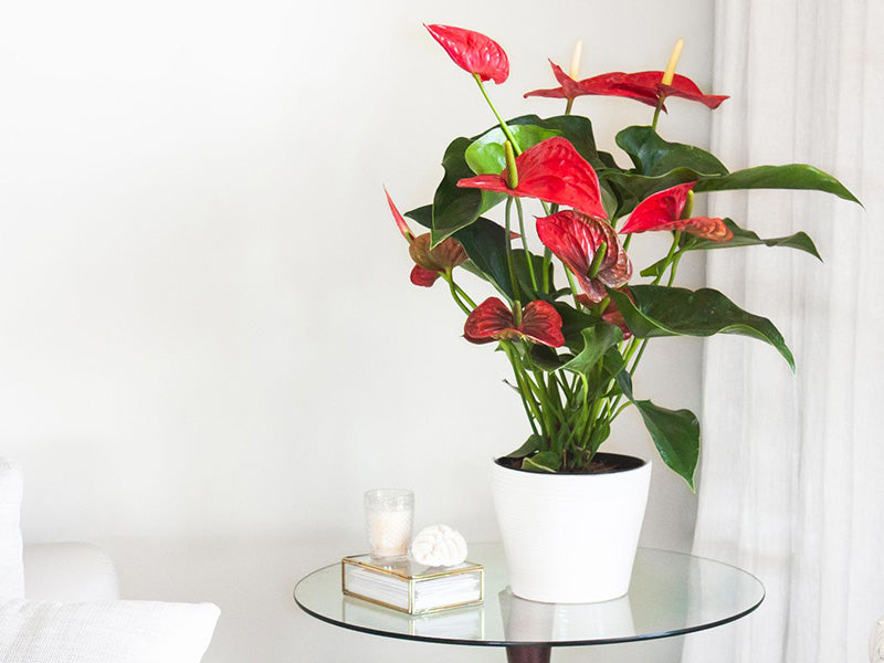 Anthurium - Mixed Colour