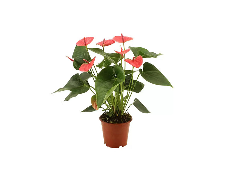 Anthurium - Mixed Colour