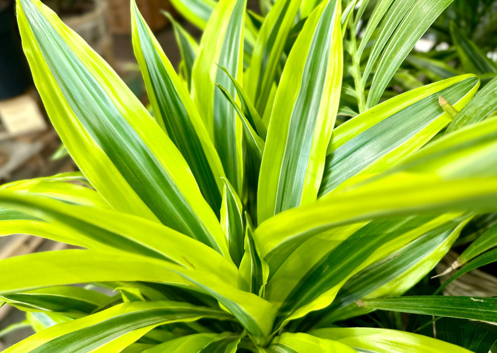 Dracaena Lemon Lime