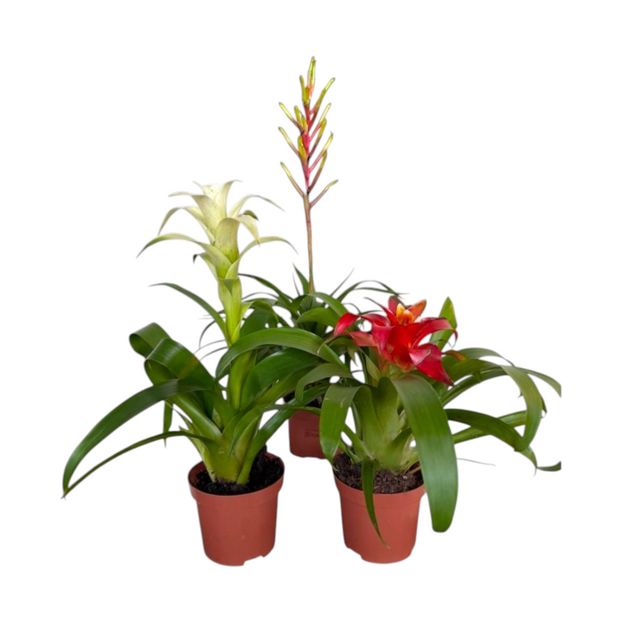 Bromelia 'Cupcake' mix