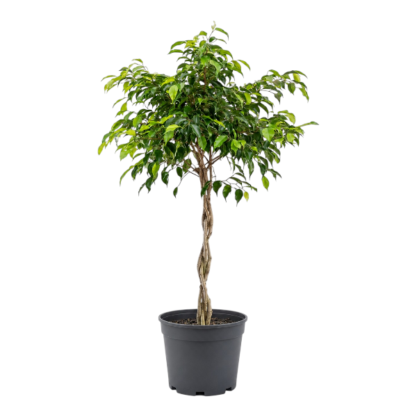 Ficus Benjamina 'Braided'