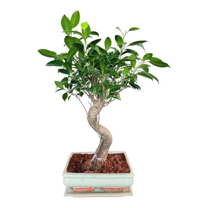 Ficus Retusa bonsai