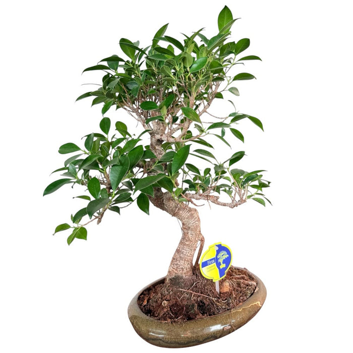 Ficus Retusa Bonsai