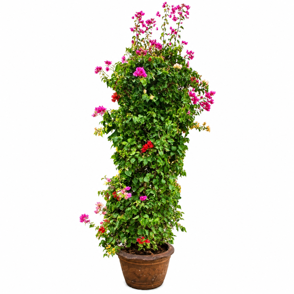 Bougainvillea Cone in Clay pot