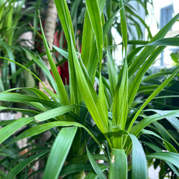 Dracaena Draco Multihead '180