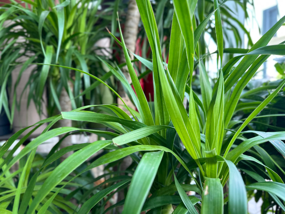 Dracaena Draco Multihead