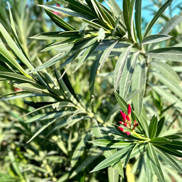 Nerium Oleander 'P8