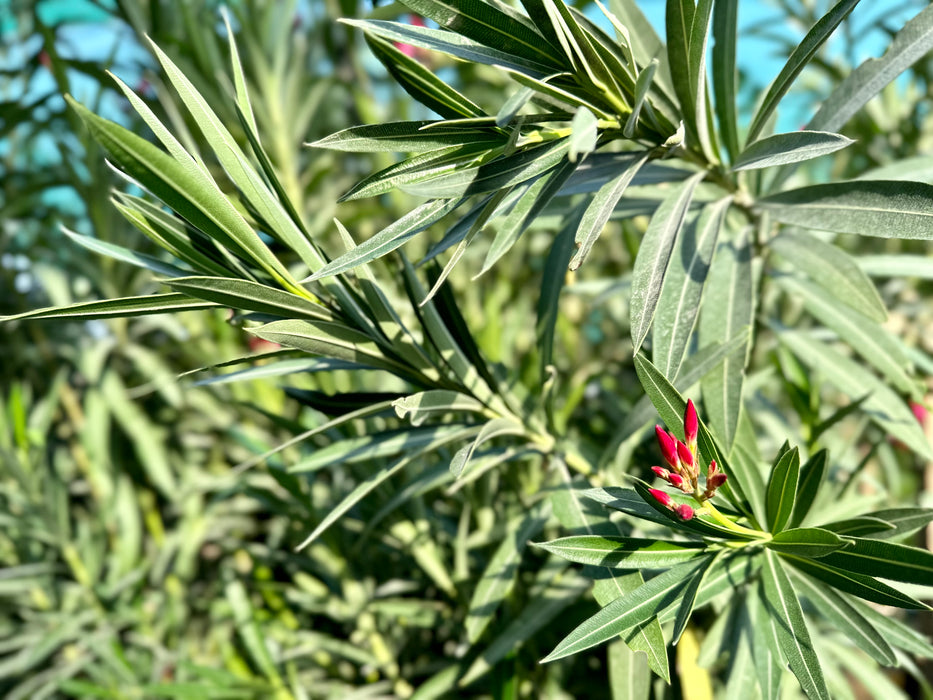 Nerium Oleander 'P8