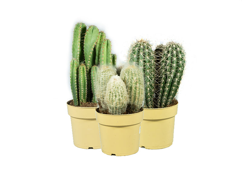 Cactus Mix 'P12