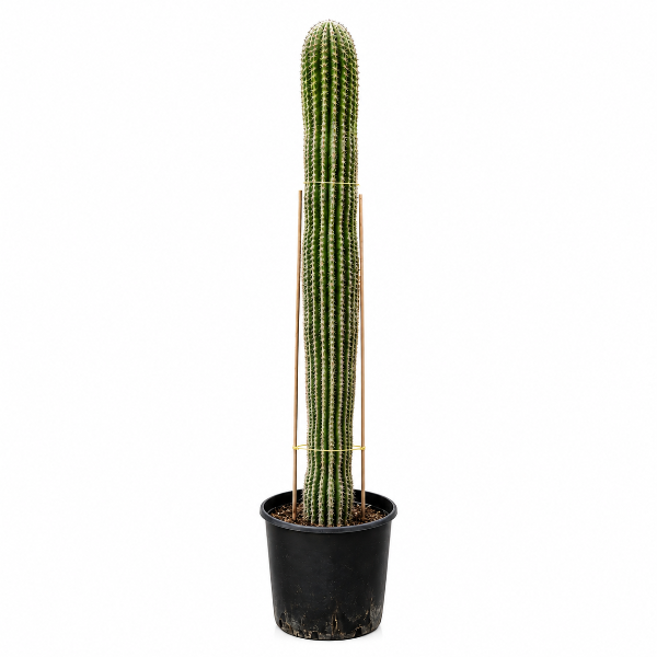 Cactus P50L