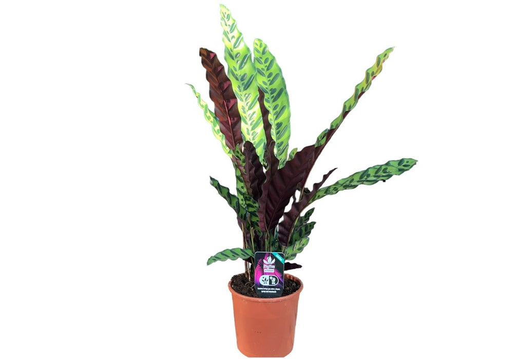 Calathea Lancifolia 'P17