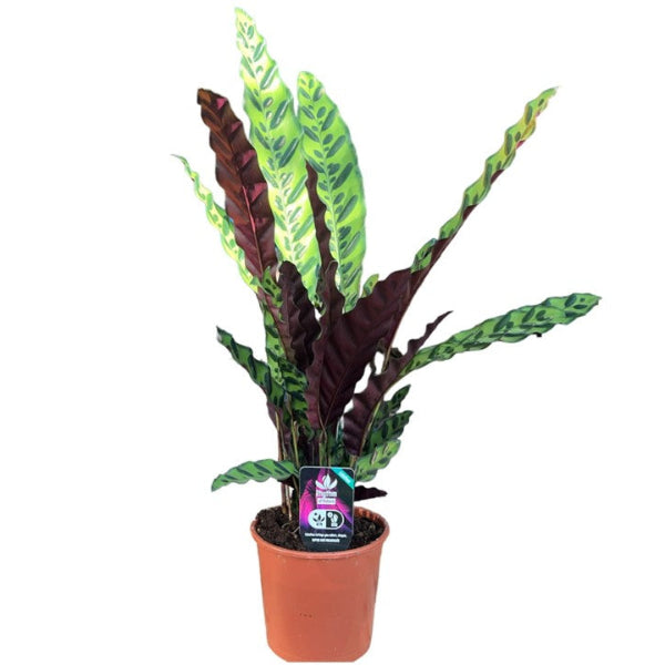 Calathea Lancifolia 'P17