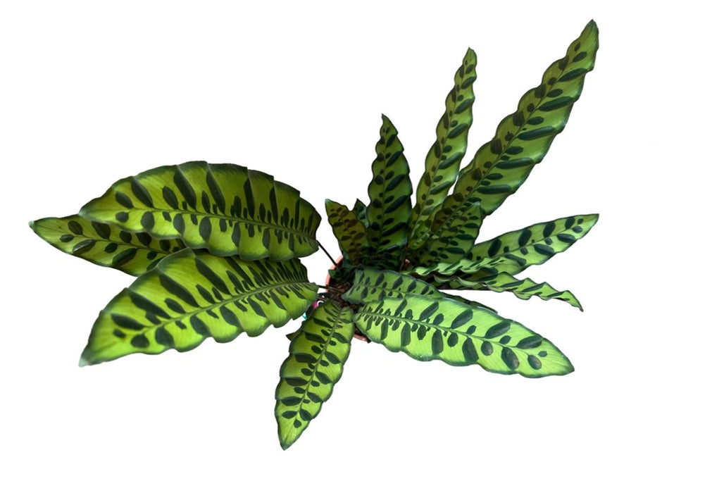 Calathea Lancifolia 'P17