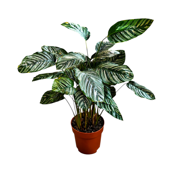 Calathea Sanderiana H80