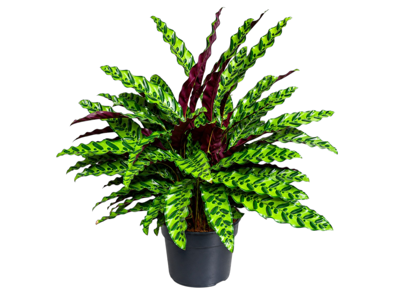 Calathea lancifolia 80cm