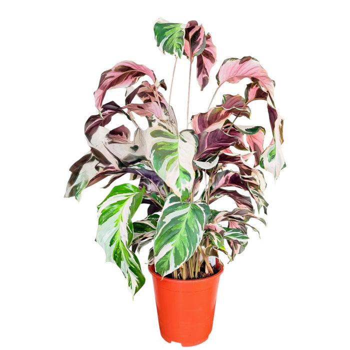 Calathea 'Stella'