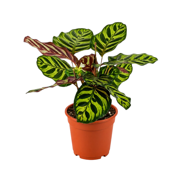 Calathea Makoyana 'P14
