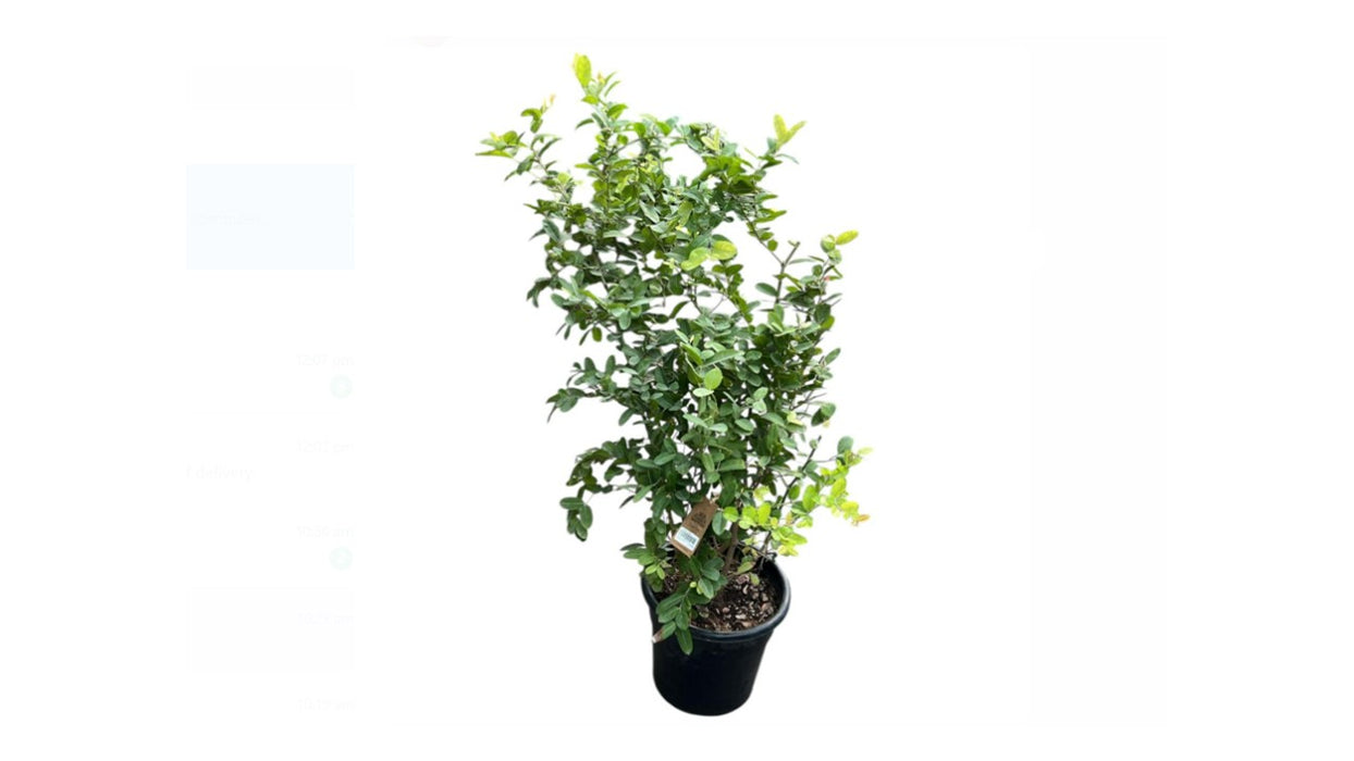 Carissa H120cm