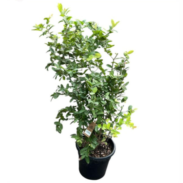 Carissa H120cm