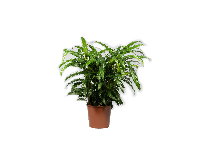 Calathea Rufibarba