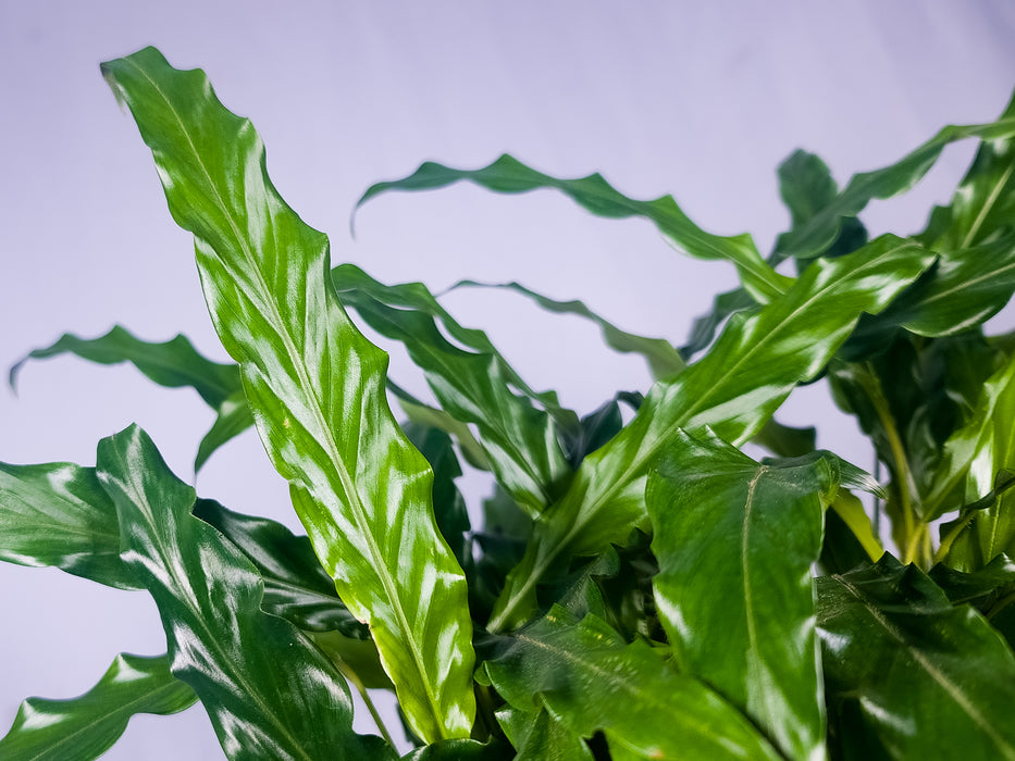 Calathea Rufibarba