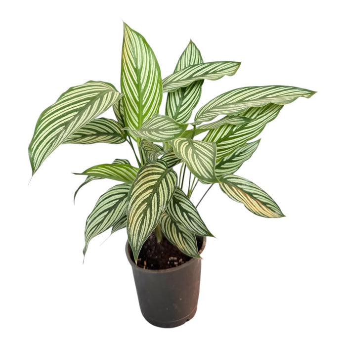 Calathea vitata