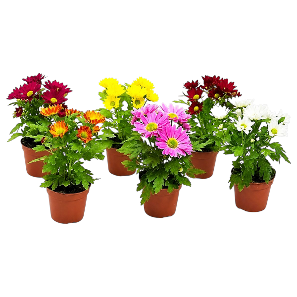 Chrysanthemum Indicum 'P12