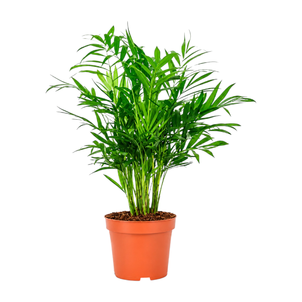 Chamaedorea Palm P13