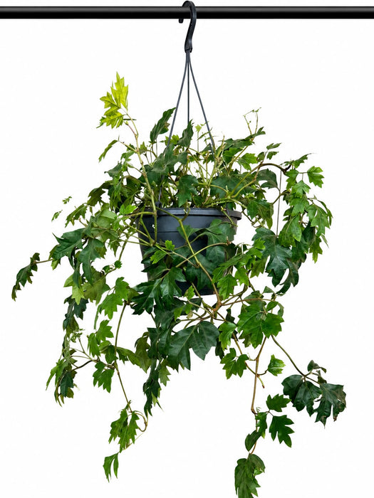 Cissus Rhombifolia