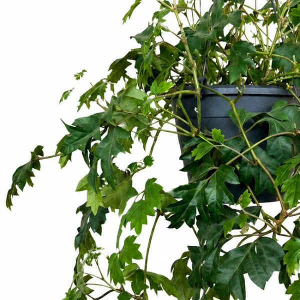 Cissus Rhombifolia