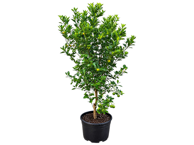 Citrus mandarin H220cm