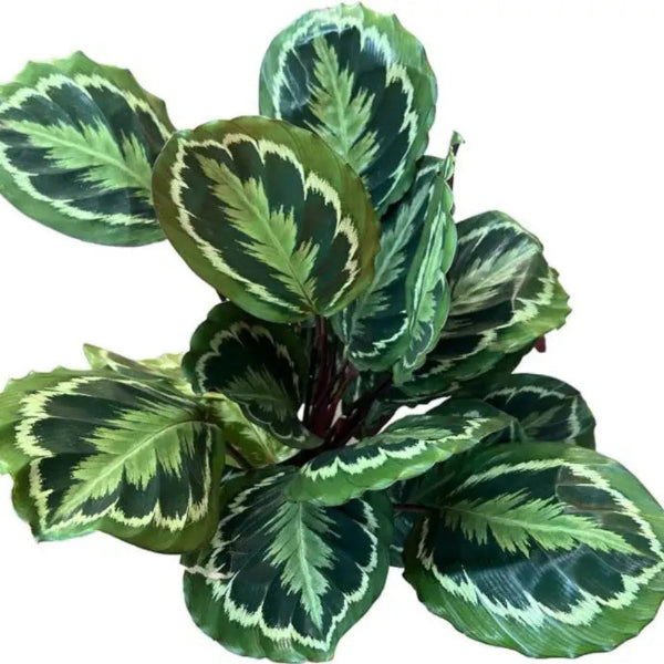 Calathea medallion