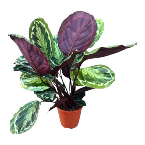 Calathea medallion