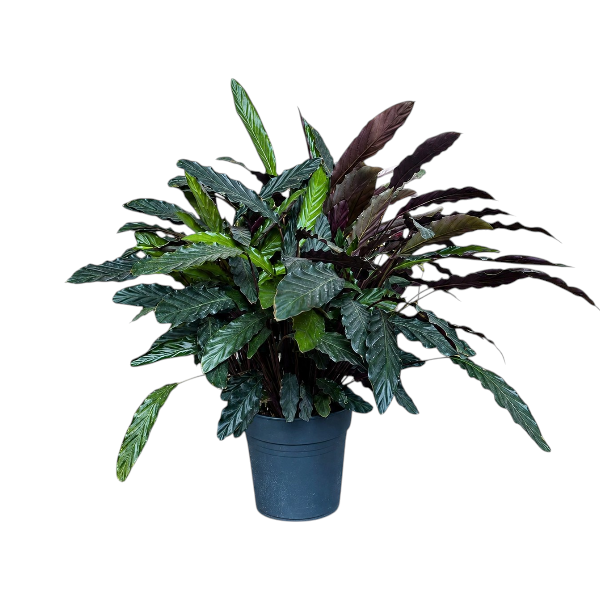 Calathea rufibarba wavestar